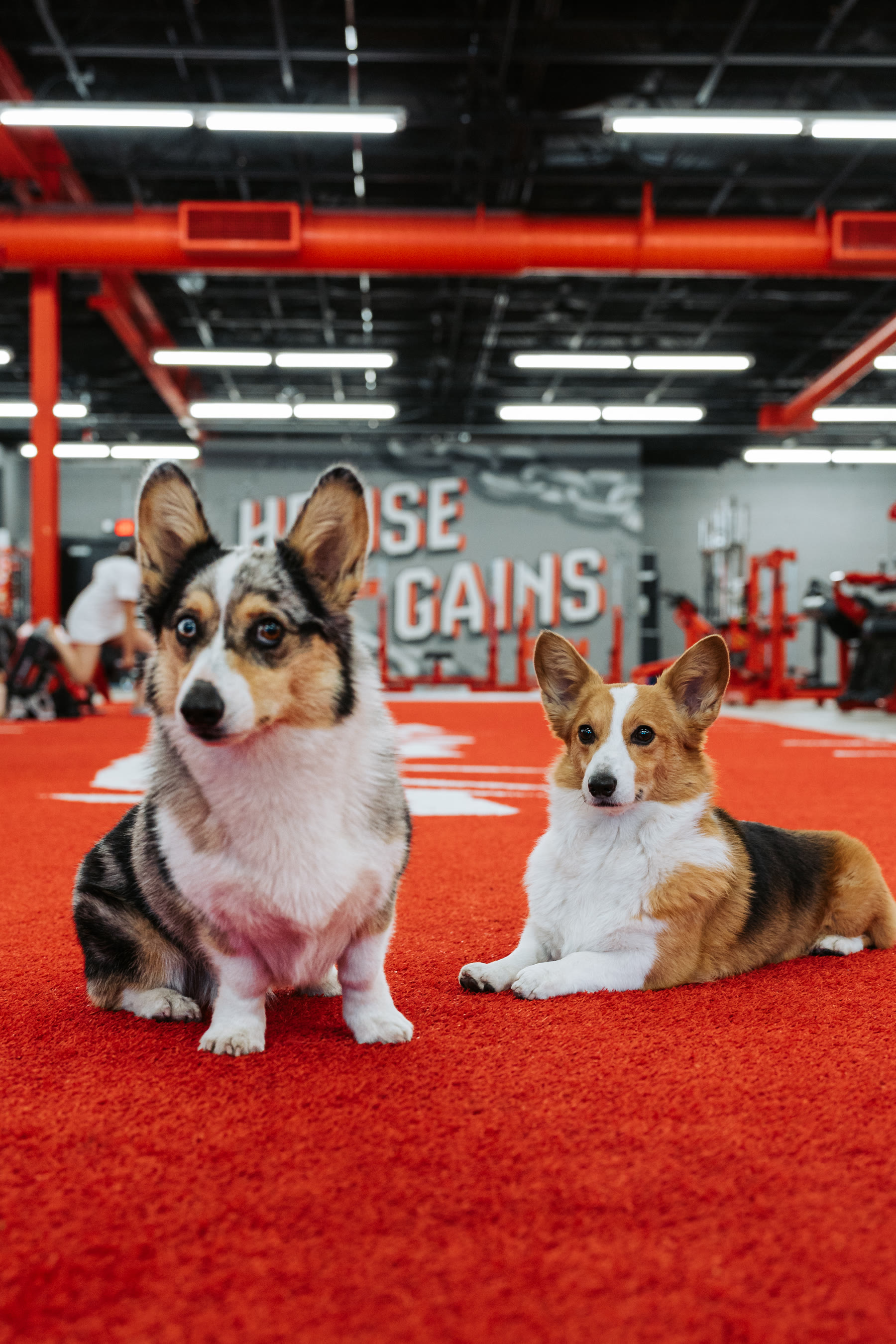 The two House of Gains corgis posing on the red turf in front of the House of Gains wall